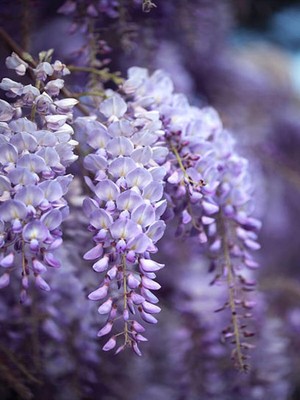 Odea Gardenbox Mor Salkım Çiçeği Fidanı, 30-40 Cm, Saksılı, Dış Mekan Sarmaşık Wisteria