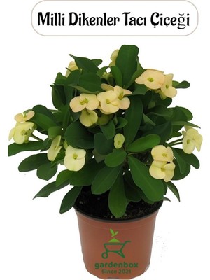 Odea Sarı Renk Milii Dikenler Tacı Çiçeği 1 Adet Saksılı (Euphorbia Milii)