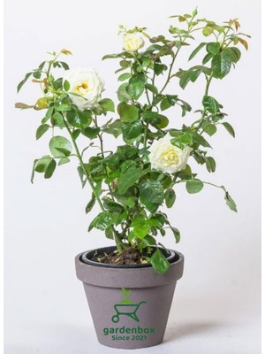 Odea Bitkim Sende Beyaz Gül Fidanı, Saksılı, 30-50 Cm, Bahçe Bitkisi
