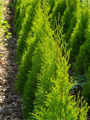 Odea Nura Botanik Limon Kokulu Limon Selvi Fidanı, 30-40 Cm, 15 Adet Tüplü, Cupressus Macrocarpa