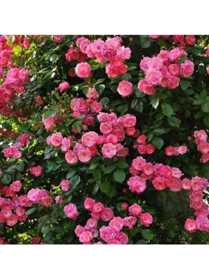 Odea Nura Botanik Pembe Sarmaşık Gül Fidanı, Yediveren Kokulu, 3 Adet Saksılı, 80-160CM, Climbing Rose