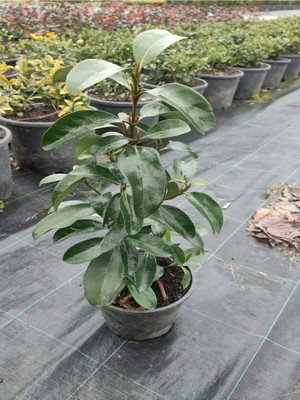 Odea Kartopu Viburnum Lucidum 1 Adet 40-60 cm Saksılı Dış Mekan Bahçe Peyzaj Çit Bitkisi, BTS011705NA18