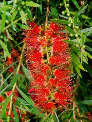 Odea Videolu Kırmızı Fırça Çalısı Çiçeği Fidanı 1 Adet Saksılı/tüplü 60-80CM Bahçe Bitkisi (Callistemon)