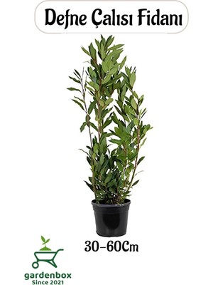 Odea Defne Fidanı 30-60CM 1 Adet Saksılı/tüplü Bahçe Bitkisi (Laurus Nobilis)