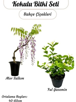 Odea Kokulu Bitki Ikilisi – Saksılı Katmerli Ful Yasemin ve Mor Salkım Sarmaşığı