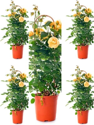 Odea Nura Botanik Sarı Kokulu Gül Fidanı, 50-70 Cm, 5 Adet Saksılı
