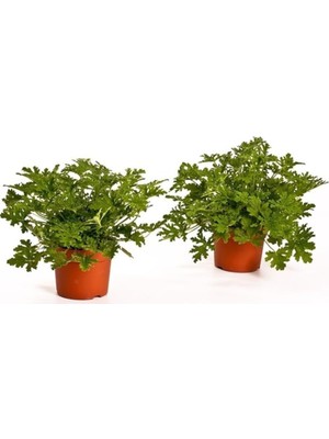 Odea Nura Botanik Itır Bitkisi Saksıda, 2 Adet Pelargonium Graveolens
