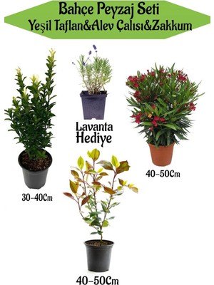 Odea Bahçe Seti 1 Adet Yeşil Taflan+1 Adet Alev Çalısı+ 1 Adet Kırmızı Zakkum+ Hediye Lavanta, BTSNN23032415