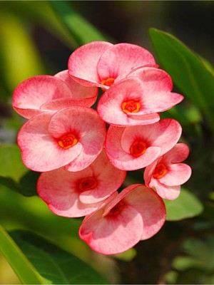 Odea Videolu Pembe Milli Dikenler Tacı Çiçeği Mega Boy 1 Adet Saksılı 40-60 cm Kaktüs (Euphorbia)