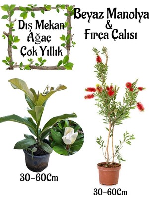 Odea Nura Botanik Kokulu Manolya Ağacı Saksılı, Fırça Çalısı Çiçeği Saksılı Bahçe Seti, 30-60 Cm, Çok Renkli