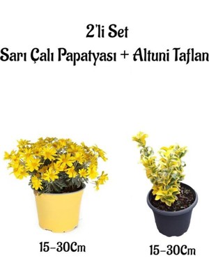 Odea Sarı Çalı Papatyası+Altuni Taflan Çit Bitkisi 2'li Set Saksılı Bahçe Bitkisi, BTS0001NA1307