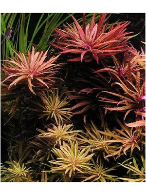 Odea Pogostemon Stellatus Broad Leaf Saksı Canlı Bitki