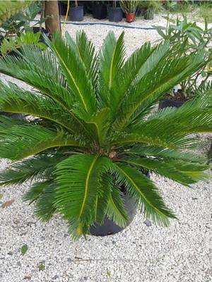 Odea Formlu Cycas Revoluta - Sikas Japon Sago Palmiyesi 80-100CM Canlı Iç Dış Mekan Bitkisi