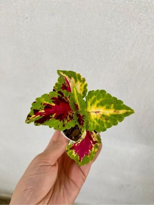 Odea Karşık Renk Yaprak Güzeli Çiçeği 1 Adet SAKSILI(10-15CM) Bahçe Peyzaj Seti(Kolyos)
