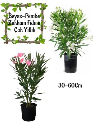 Odea Nura Botanik Beyaz Zakkum Çiçeği + Pembe Zakkum Çiçeği Saksılı Bahçe Seti, 30-60 Cm, Çok Renkli