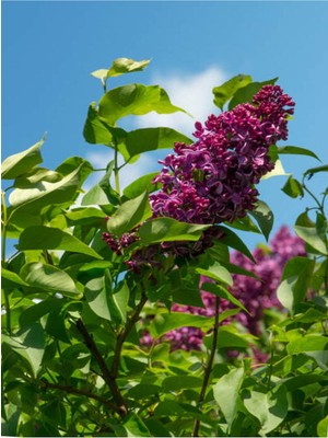 Odea Videolu Leylak Fidanı 1 Adet 60-80 cm Saksılı/tüplü Dış Mekan Bitkileri (Lilac)