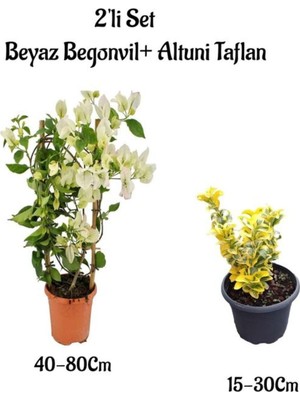 Odea Nura Botanik Beyaz Begonvil Çiçeği Fidanı + Altuni Taflan Çit Bitkisi 2'li Set, Dış Mekan Bitkileri