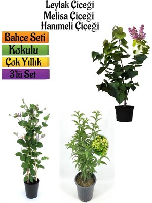 Odea Nura Botanik Kokulu Bahçe Seti,