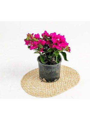 Odea Bodur Begonvil-Mor Deep Purple (Bougainvillea Glabra)
