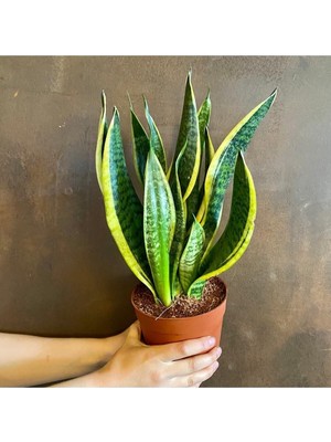 Odea Videolu Paşa Kılıcı Peygamber Kılıcı Bitkisi 1 Adet Saksılı 30-40 cm Salon Ofis Bitkisi(Sansevieria)
