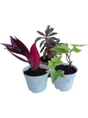 Odea Gardenbox 3'lü Set Telgraf, Aşkın Göz Yaşı, Mini Hedera Helix Sarmaşığı Bodur Bitkiler