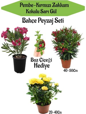 Odea Bahçe Seti 2 Adet Limoni Servi Fidanı+ 1 Adet Sarı Gül Fidanı+Hediye Buz Çiçeği, BTSNN23032440