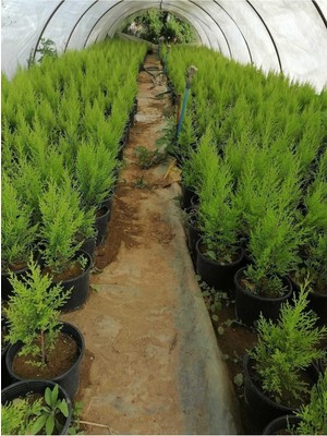 Odea Videolu Limon Selvi Limon Kokulu 10 Adet Saksılı/tüplü 30-50 cm (Cupressus Macrocarpa)