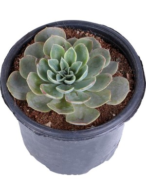 Odea Nura Botanik Echeveria Elegance Eşeverya Sukulent, 12,5 cm Saksı, Xxl