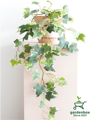 Odea Alacalı Hedera Helix Sarmaşık 1 Adet Saksılı 30-60CM