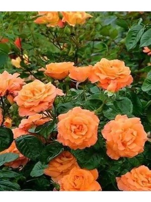 Odea Gardenbox Yediveren Yavruağzı Katmerli Sarmaşık Gül Fidanı Saksılı 40-80CM, Turuncu