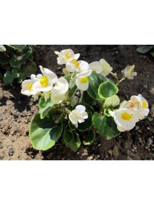 Odea Beyaz Begonya Çiçeği 30 cm Saksılı