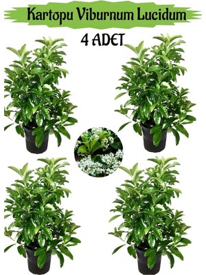 Odea Kartopu Viburnum Lucidum 4 Adet 80-100 cm Saksılı Dış Mekan Bahçe Peyzaj Çit Bitkisi, BTS011705NA15
