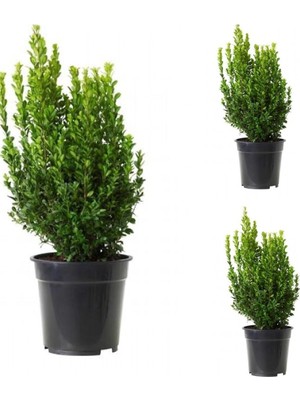 Odea Nura Botanik Şimşir Fidanı, 3 Adet Saksılı, 30-50 Cm, Çok Renkli