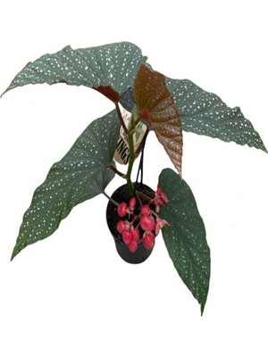Odea Nura Botanik Çilli Begonya, 1 Adet Saksılı, 20-40 Cm, Iç Mekan Salon Bitkisi, Begonia Corallina