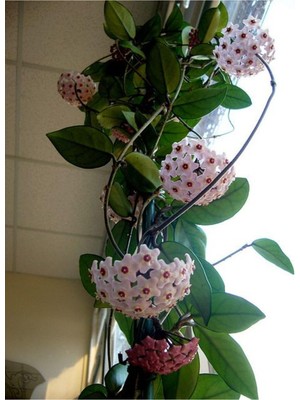 Odea Gardenbox Mum Çiçeği (Hoya Carnosa) Askılı Saksıda, 20 cm Saksı Çapı