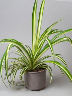 Odea Nura Botanik Chlorophytum Comosum Sarı Alacalı Kurdele Çiçeği, 30-40CM