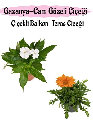 Odea Gardenbox Beyaz Cam Güzeli + Turuncu Gazanya Çiçeği Saksılı Set, 10-20 cm