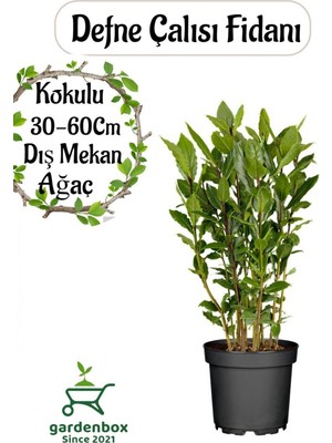 Odea Yoğun Kokulu Defne Fidanı 30-60CM 1 Adet Saksılı/tüplü Bahçe Bitkisi (Laurus Nobilis)