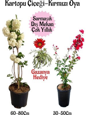Odea Kampanyalı Kartopu Çiçeği 1 Adet Kırmızı Oya Ağacı 1ADET Kırmızı Gazanya Bahçe Seti