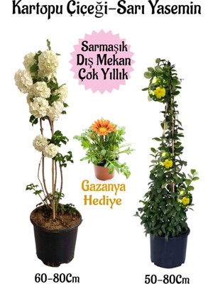 Odea Kartopu Çiçeği 1 Adet+Sarı Yasemin 1 Adet+Sarı Gazanya Hediyeli Saksılı Bahçe Seti, BTSNA01KAR103