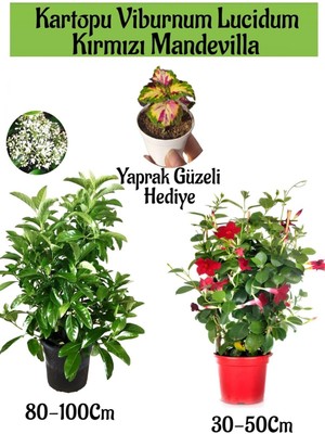 Odea Nura Botanik Kartopu Viburnum, Kırmızı Mandevilla, Yaprak Güzeli Bahçe Bitkisi Seti, Çok Renkli