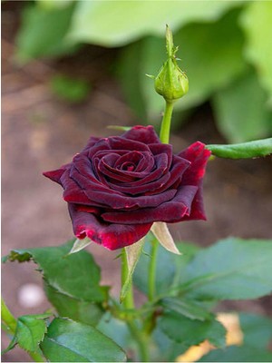 Odea Videolu Yediveren Bordo Kokulu Gül Fidanı 2 Adet Saklı/tüplü Bahçe Bitkisi 45-65 cm (Burgundy Rose)