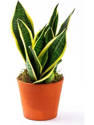 Odea Gardenbox Yavrulu Sansevieria Trifasciata Paşa Kılıcı, 35-40 Cm, Yeşil