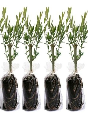 Odea Videolu 10'lu Zeytin Fidanı 30-40 cm Tüplü Iç Mekan Bitkileri Olive Sapling