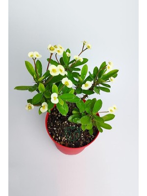 Odea Gardenbox Saksılı Sarı Dikenler Tacı Japon Iğnesi Euphorbia Milli, 5-15 Cm, Beyaz Çiçek