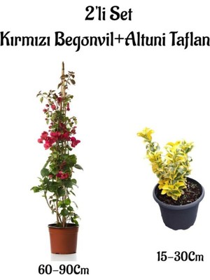 Odea Nura Botanik Kırmızı Begonvil Çiçeği + Altuni Taflan 2'li Set, Dış Mekan Bitkileri
