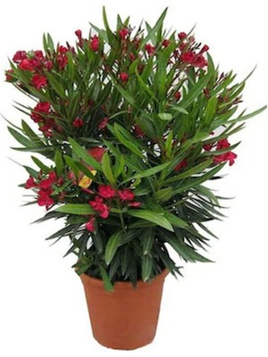 Odea Videolu Kırmızı Renk Bodur Zakkum Bitkisi 1 Adet Saksılı/tüplü 30-45 cm (Red Oleander)