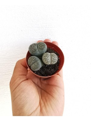 Odea Lithops Taş Kaktüs, Btsts6