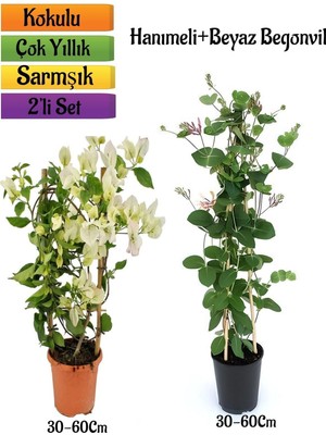 Odea Nura Botanik Beyaz Begonvil + Hanımeli Çiçeği Fidanı 2'li Bahçe Peyzaj Seti, 30-60 cm