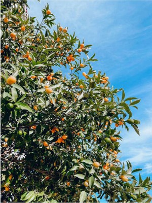 Odea Videolu Bodur Kamkat Fidanı 1 Adet 50-80CM Saksılı/tüplü Bahçe Bitkisi (Kumquat Sapling)